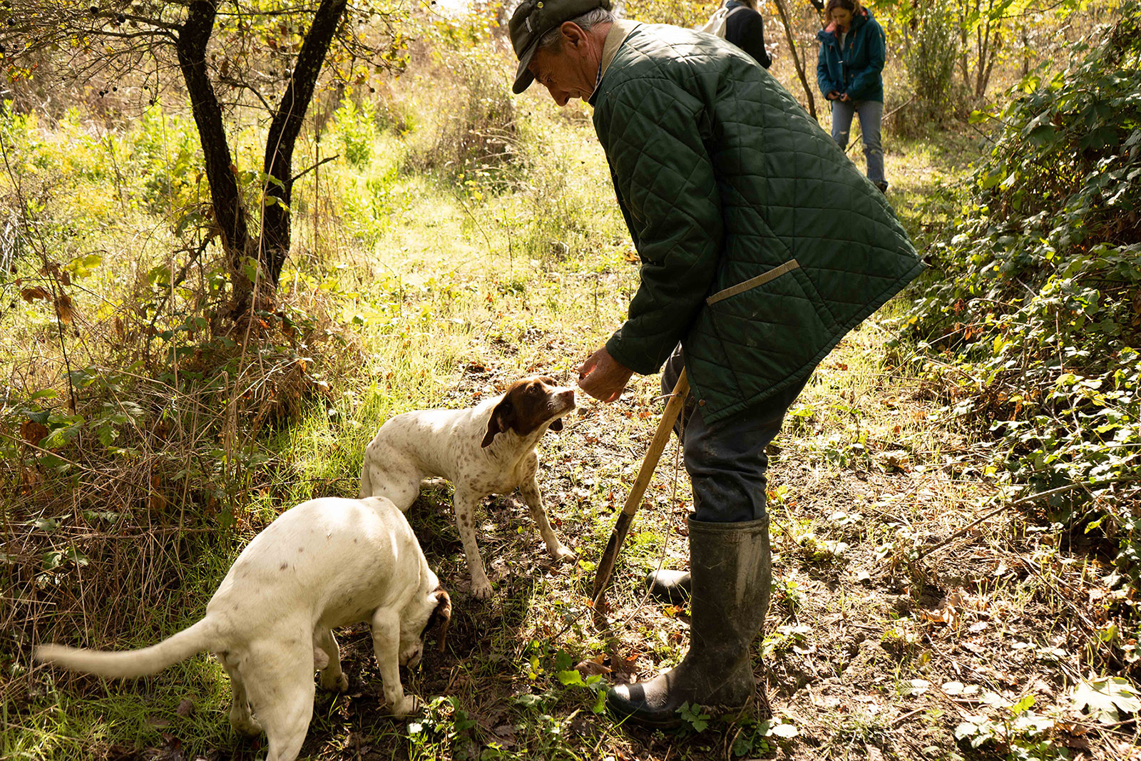 Truffle hunting with expert and his dogs Umbria Above